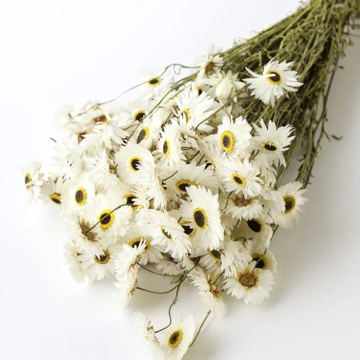 Bunch Of Dried Rhodanthe