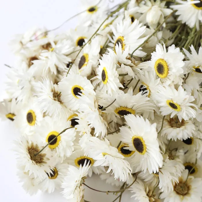 Close up of a Bunch Of Dried Rhodanthe