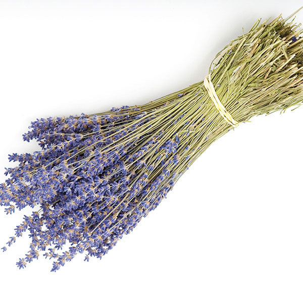 Dried Lavender Bunch on White Background